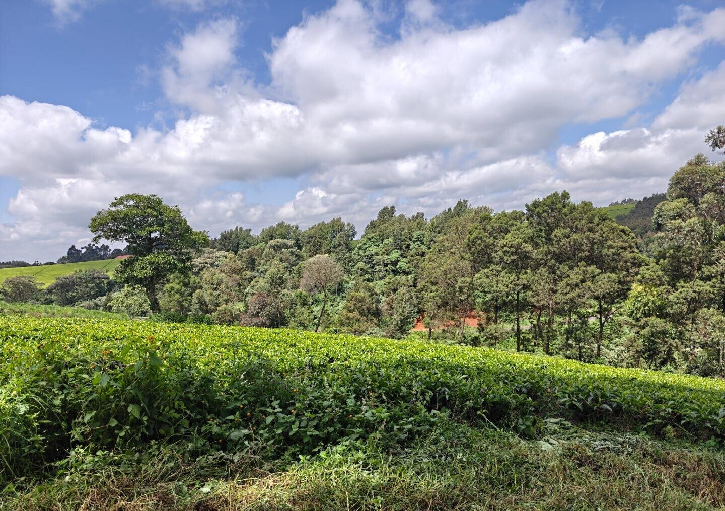 12.5-Acre Garden Land with Parking - Kiambu
