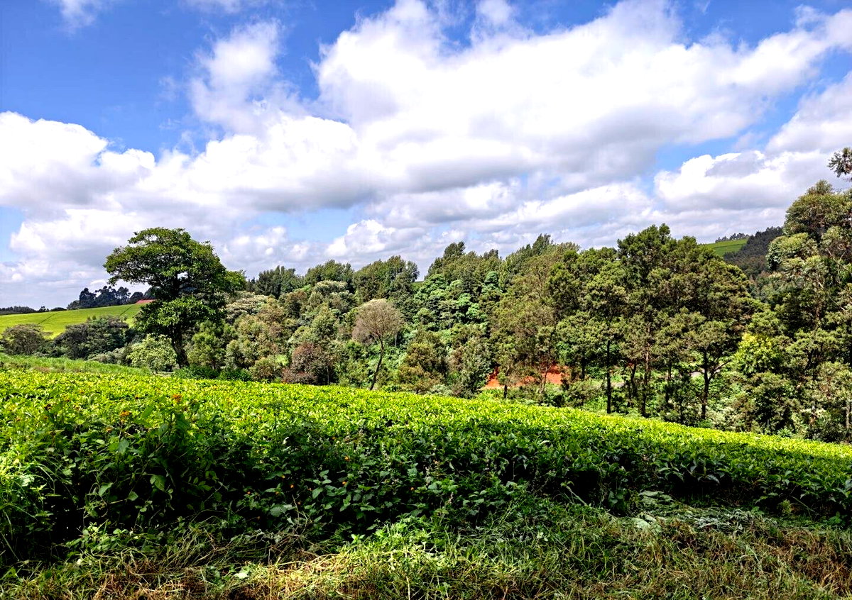 12.5-Acre Garden Land with Parking - Kiambu