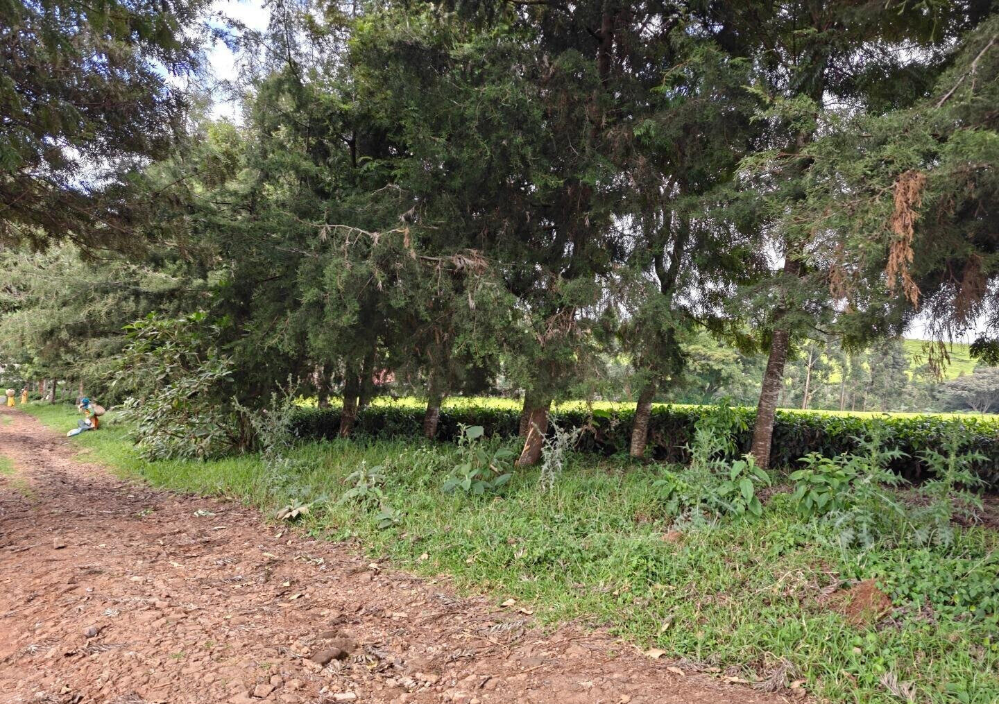 12.5-Acre Garden Land with Parking - Kiambu