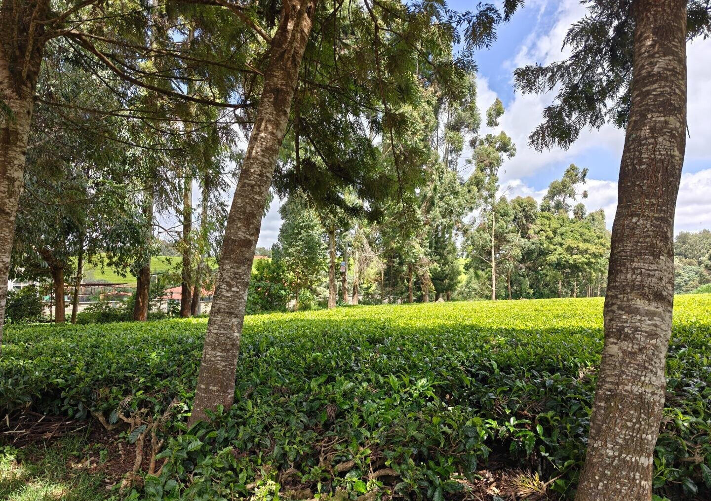 12.5-Acre Garden Land with Parking - Kiambu