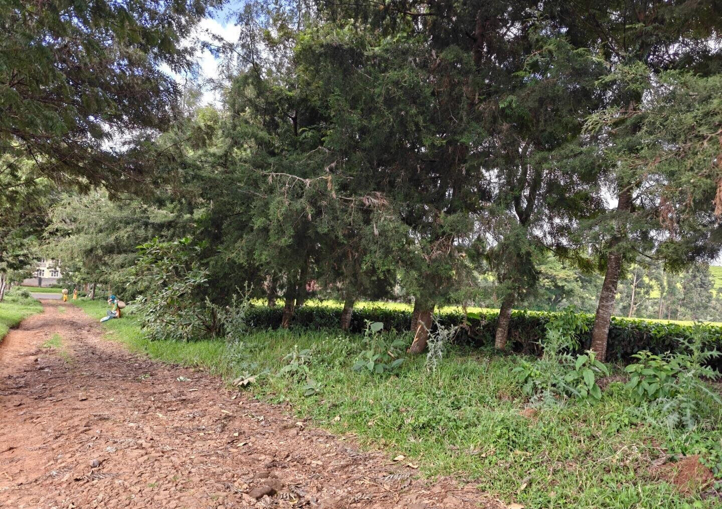 12.5-Acre Garden Land with Parking - Kiambu