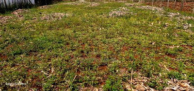 Prime Plot for Sale in Marura Chemaluk Eldoret - Image 3