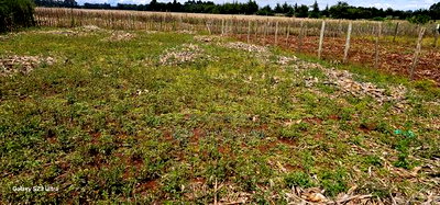 Prime Plot for Sale in Marura Chemaluk Eldoret - Image 4