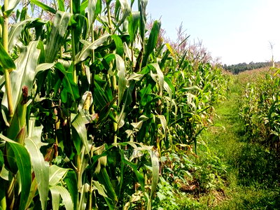 1/8 Acre Residential Plots For Sale In Outspan, Eldoret - Image 2