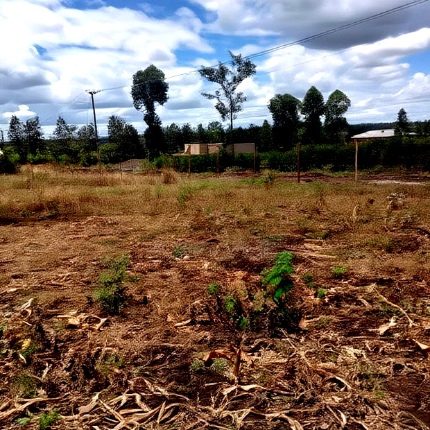50*100ft Plots for Sale at Kenol Kimorori