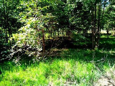 1/4 Annex Near Pazuri Estate With Title - Image 1