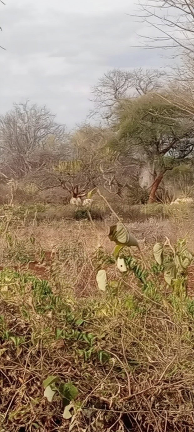 10 Acres Matutu Makueni