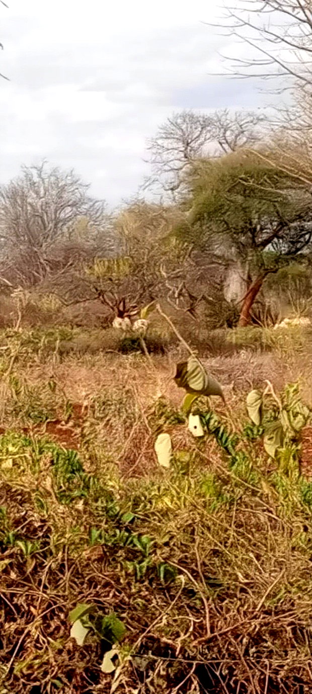 10 Acres Matutu Makueni