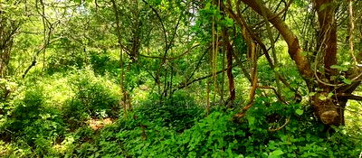 Embu County,Gitaru 10 Acres Agricultural Farmland - Image 5