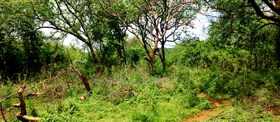 Embu County,Gitaru 10 Acres Agricultural Farmland - Image 10