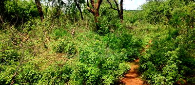 Embu County,Gitaru 10 Acres Agricultural Farmland - Image 11