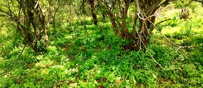 Embu County,Gitaru 10 Acres Agricultural Farmland - Image 13