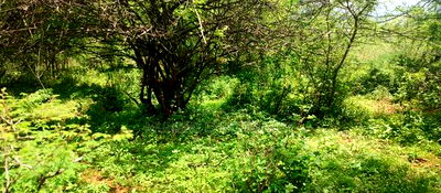 Embu County,Gitaru 10 Acres Agricultural Farmland - Image 4