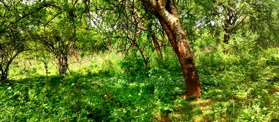 Embu County,Gitaru 10 Acres Agricultural Farmland - Image 1