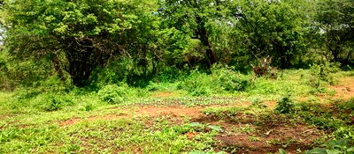 Embu County,Gitaru 10 Acres Agricultural Farmland - Image 9