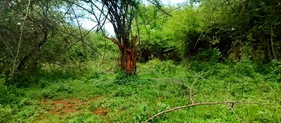 Embu County,Gitaru 10 Acres Agricultural Farmland - Image 6