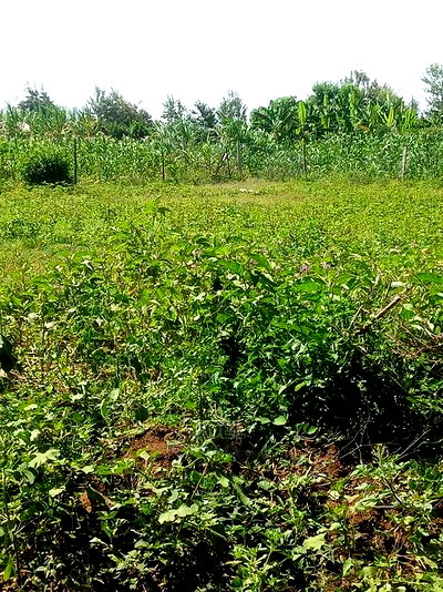 Malindi 3 Acres Land on Sale - Image 2