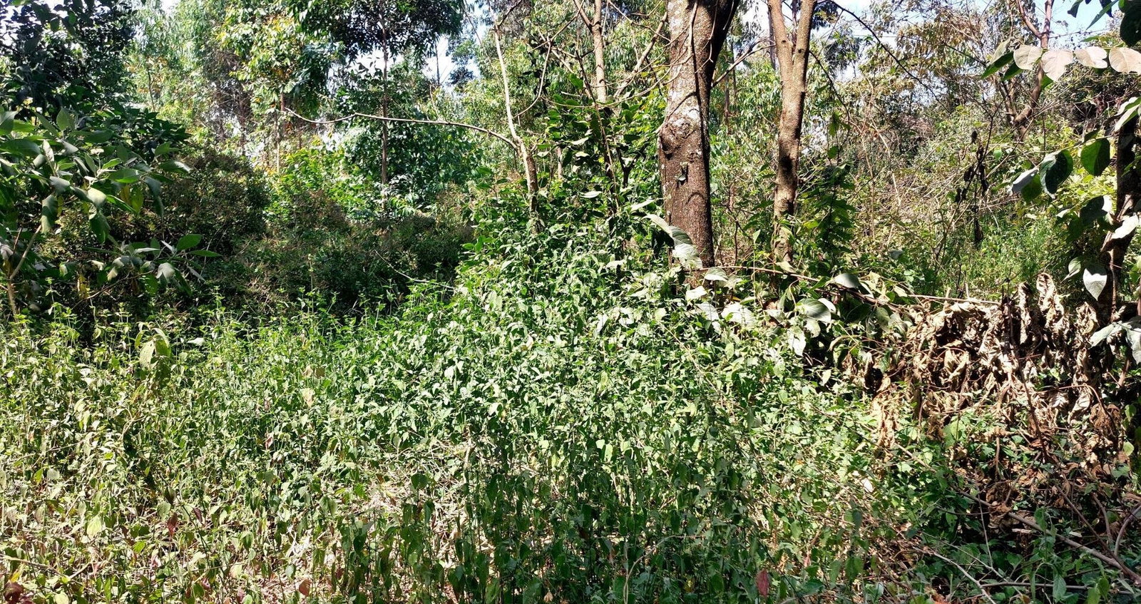 1 Acre Garden Plot in Karen at KSh 60M