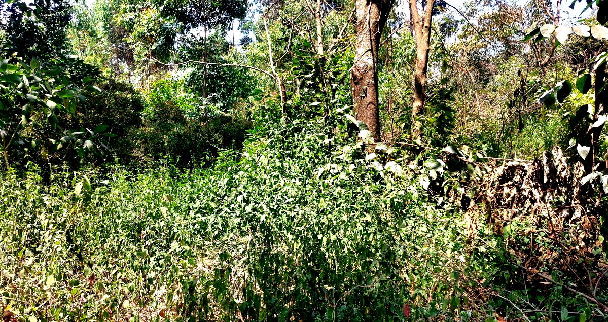 1 Acre Garden Plot in Karen at KSh 60M