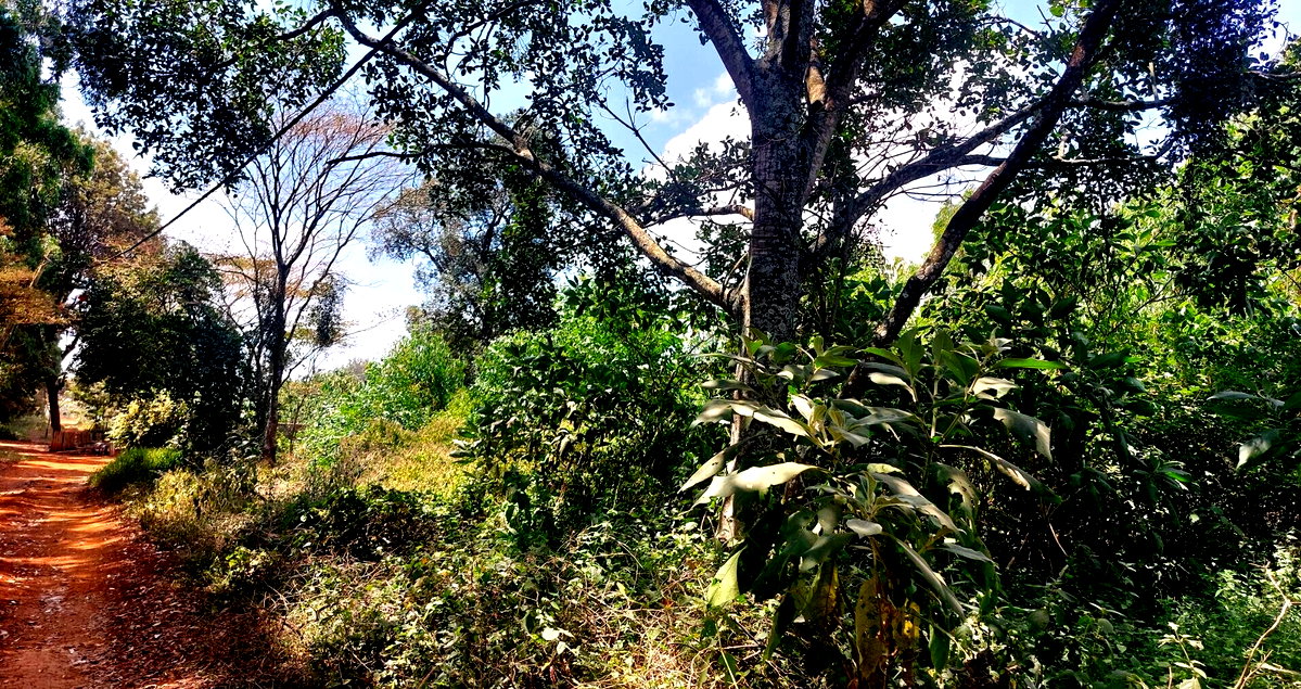 1 Acre Garden Plot in Karen at KSh 60M