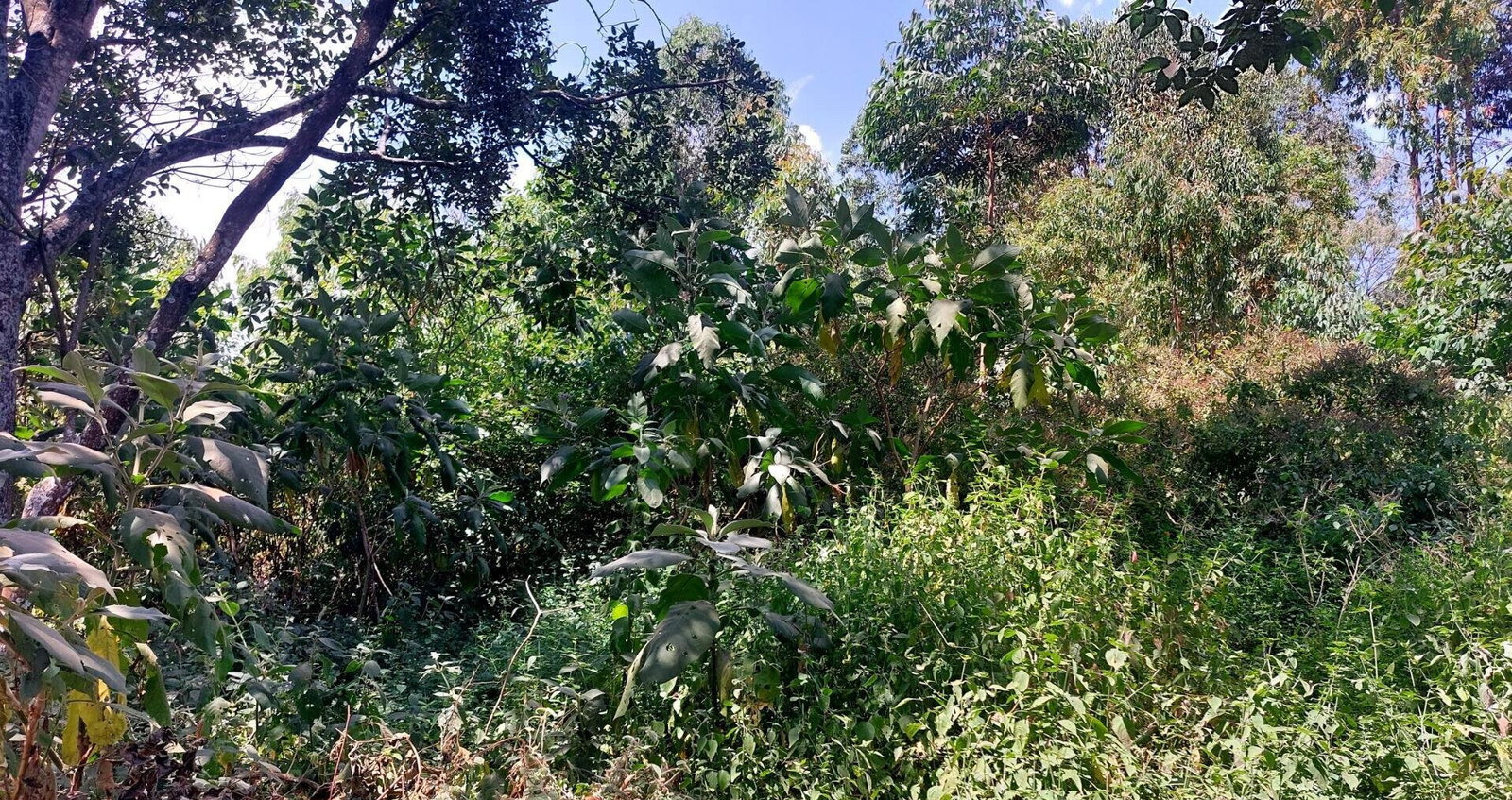 1 Acre Garden Plot in Karen at KSh 60M