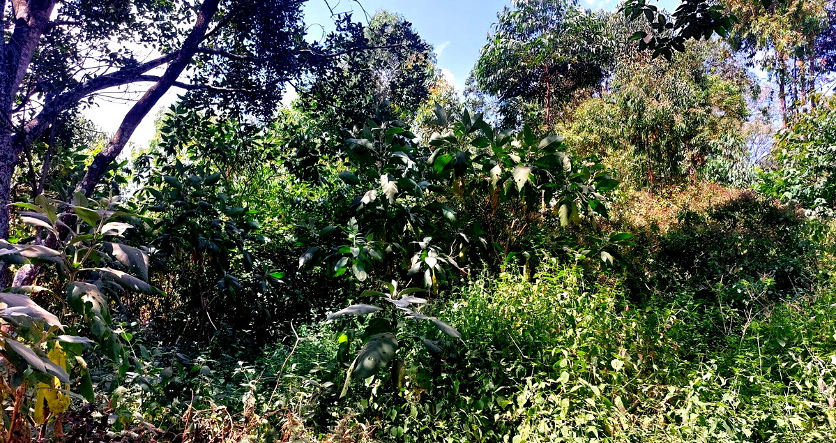 1 Acre Garden Plot in Karen at KSh 60M
