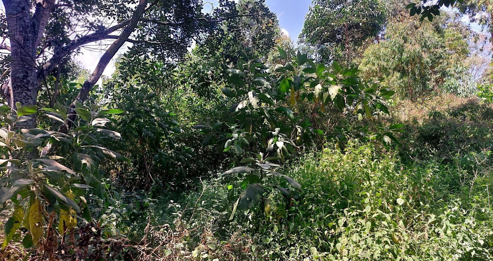 1 Acre Garden Plot in Karen at KSh 60M