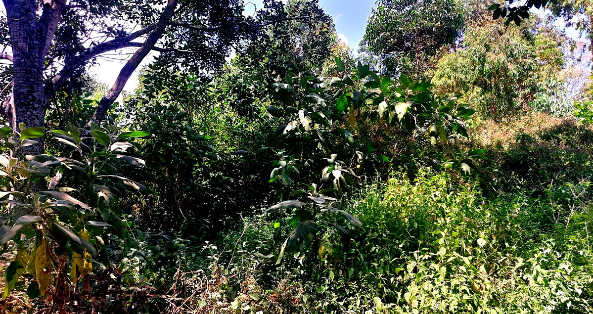 1 Acre Garden Plot in Karen at KSh 60M