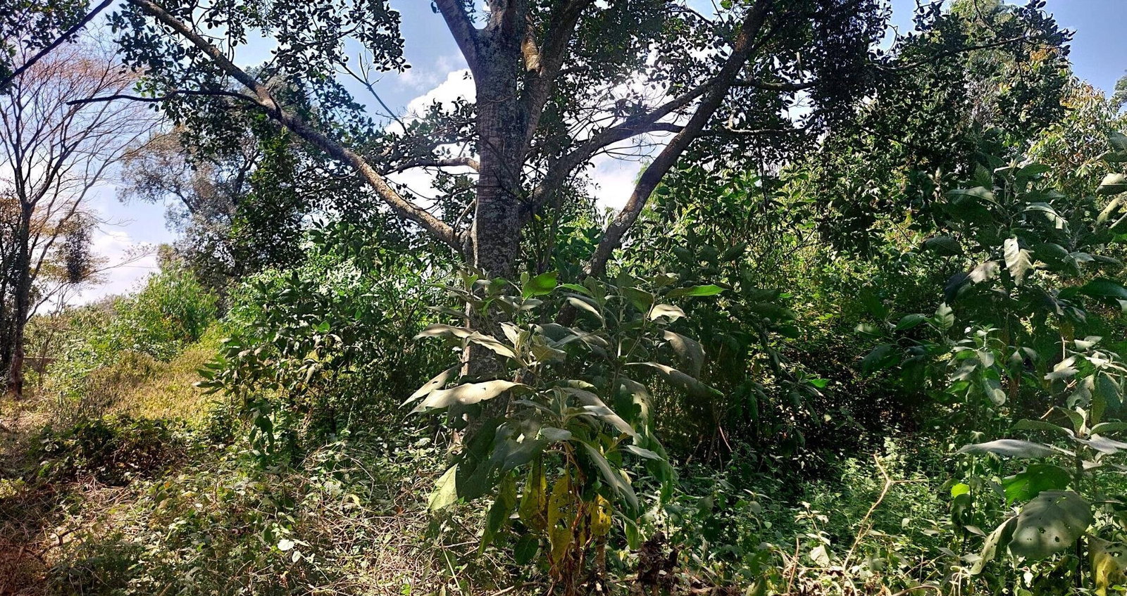 1 Acre Garden Plot in Karen at KSh 60M