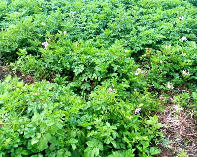 Plot On Sale At Mtonyora Kinangop - Image 1