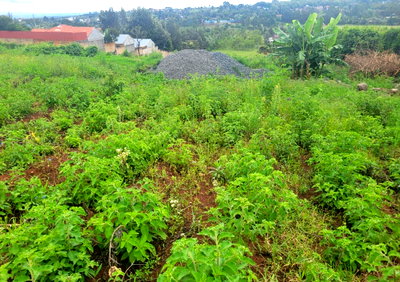 Pet Friendly 1/2 Acre in Kibiku