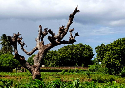 3-Acre Shanzu Gem for KSh 75M