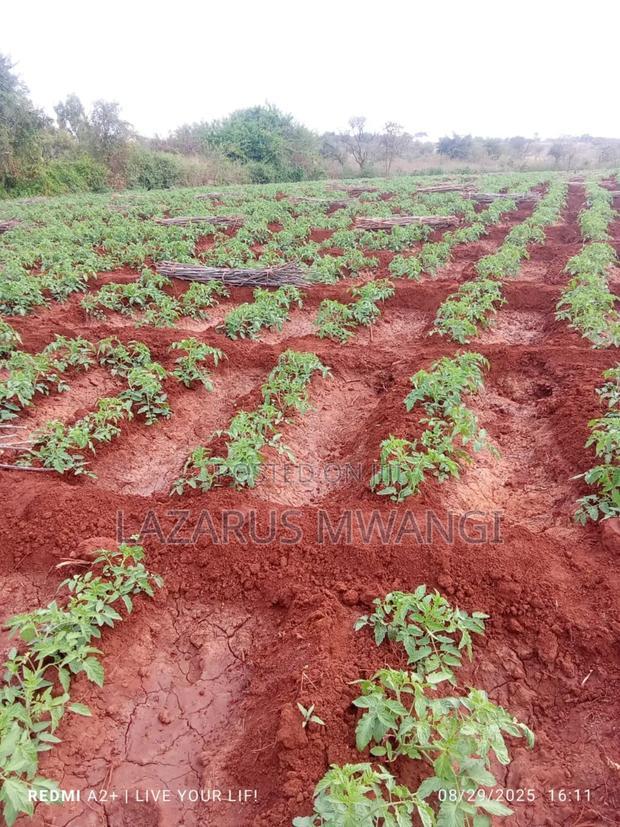 3 Acres of Fertile Land at Gitaraka Along R. Tana