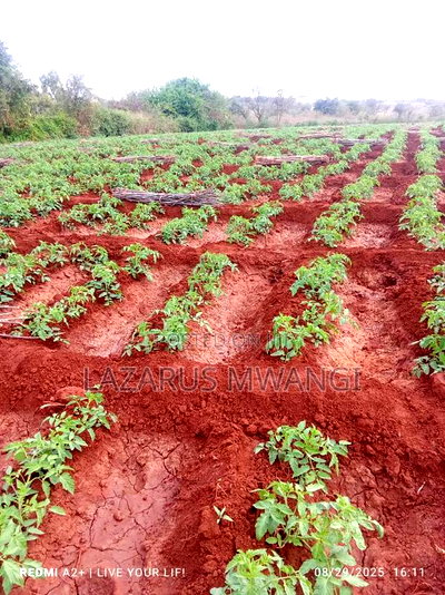 3 Acres of Fertile Land at Gitaraka Along R. Tana - Image 15