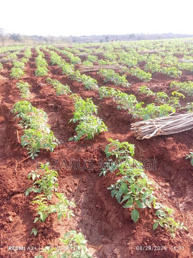 3 Acres of Fertile Land at Gitaraka Along R. Tana