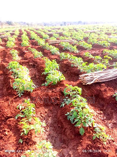 3 Acres of Fertile Land at Gitaraka Along R. Tana - Image 14