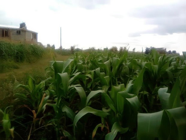 40x80 Plot Anmer Estate Kiambu