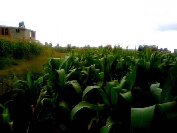 40x80 Plot Anmer Estate Kiambu