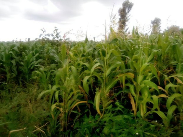 40x80 Plot Anmer Estate Kiambu