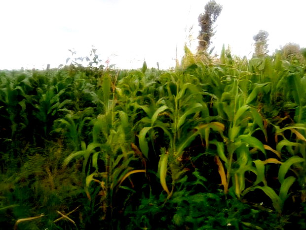 40x80 Plot Anmer Estate Kiambu
