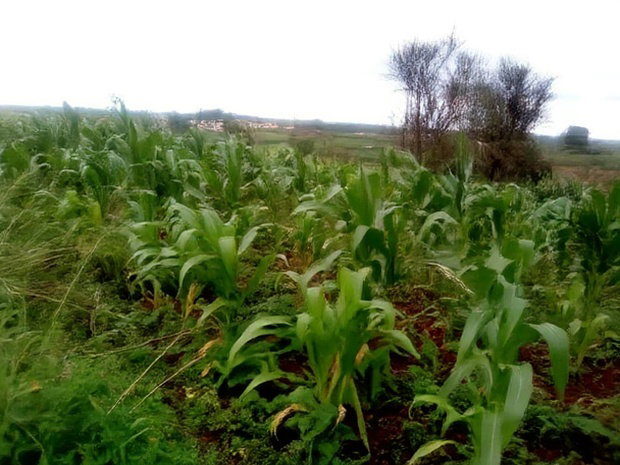 40x80 Plot Anmer Estate Kiambu