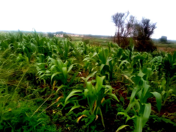 40x80 Plot Anmer Estate Kiambu
