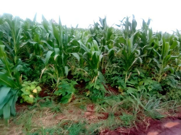 40x80 Plot Anmer Estate Kiambu