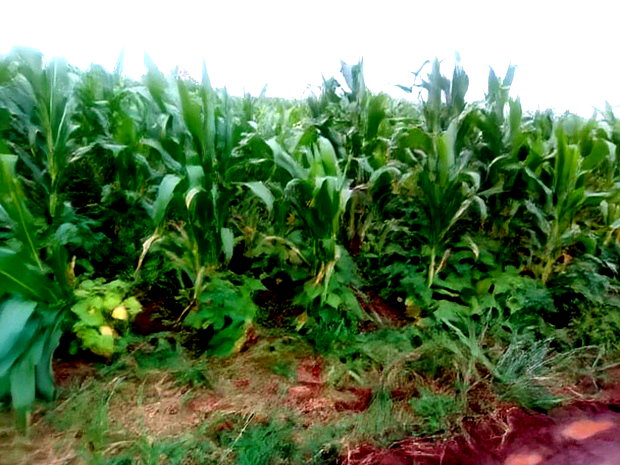 40x80 Plot Anmer Estate Kiambu