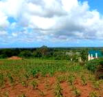 Half Acre Plot with Garden & Parking at KSh 1.25M