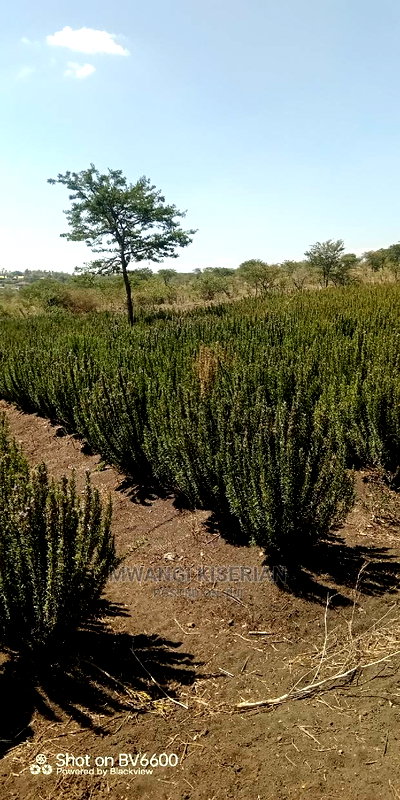 2acres in Kiserian for Quick Sale - Image 1