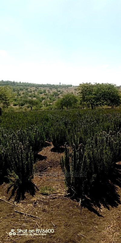 2acres in Kiserian for Quick Sale - Image 14