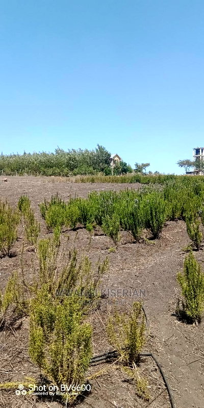 2acres in Kiserian for Quick Sale - Image 11