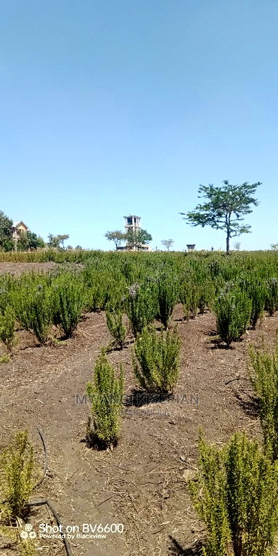 2acres in Kiserian for Quick Sale - Image 10