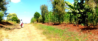 1 Acre Plot in Tigoni for KSh 35M